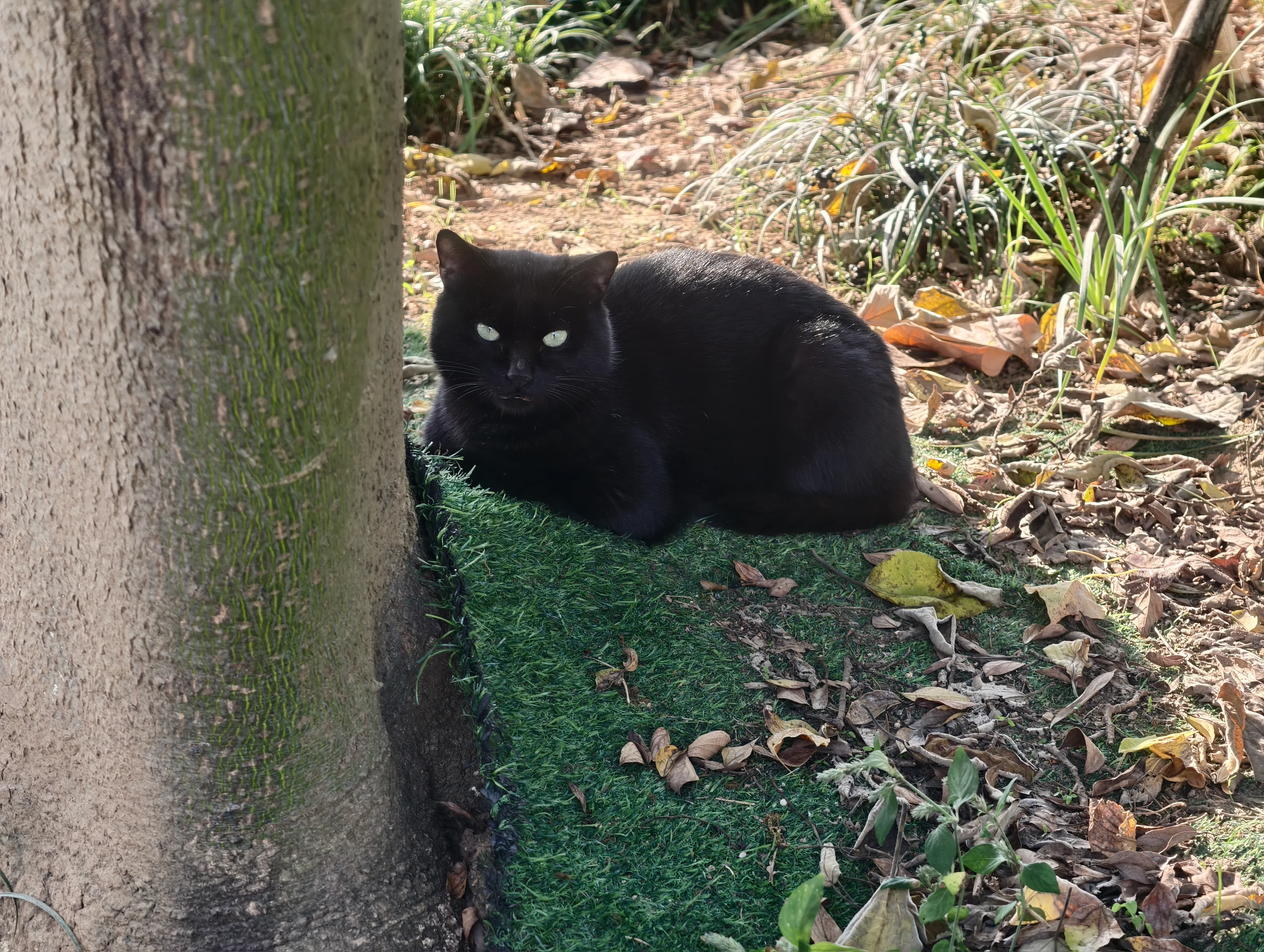 守在门口的猫